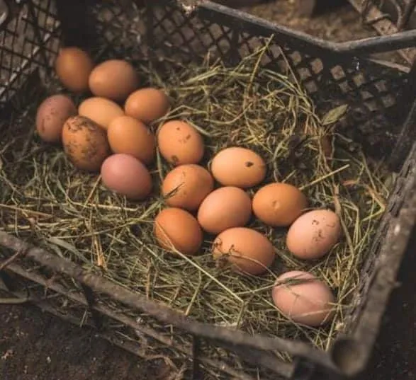 Huevos de campo