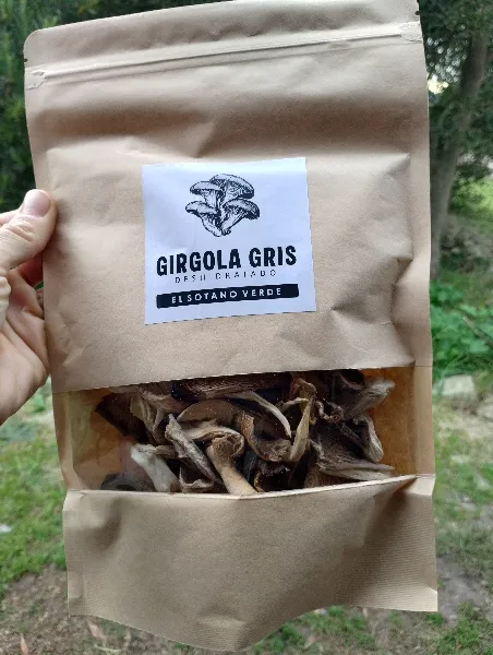 Girgola gris